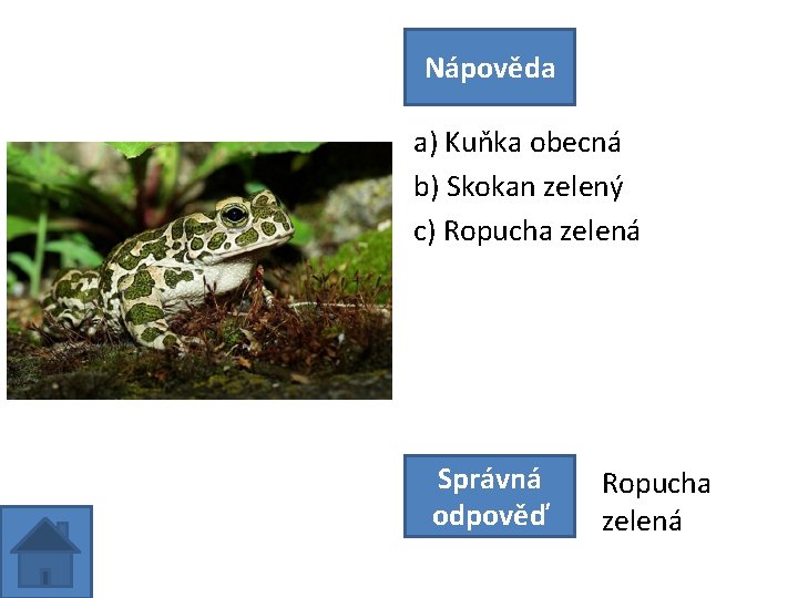 Nápověda a) Kuňka obecná b) Skokan zelený c) Ropucha zelená Správná odpověď Ropucha zelená
