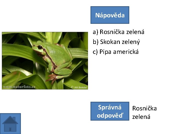 Nápověda a) Rosnička zelená b) Skokan zelený c) Pipa americká Správná odpověď Rosnička zelená