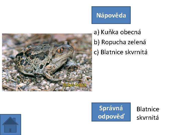 Nápověda a) Kuňka obecná b) Ropucha zelená c) Blatnice skvrnitá Správná odpověď Blatnice skvrnitá