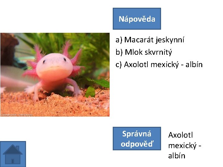 Nápověda a) Macarát jeskynní b) Mlok skvrnitý c) Axolotl mexický - albín Správná odpověď