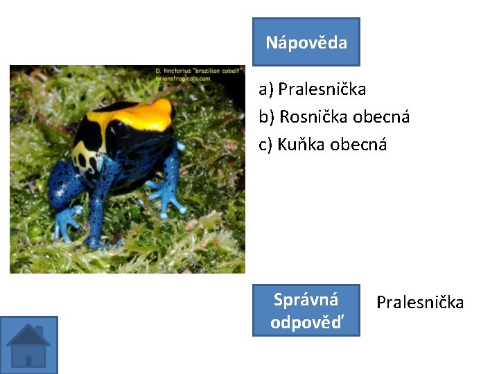 Nápověda a) Pralesnička b) Rosnička obecná c) Kuňka obecná Správná odpověď Pralesnička 