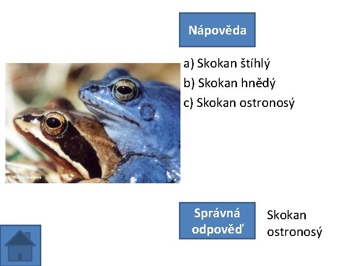 Nápověda a) Skokan štíhlý b) Skokan hnědý c) Skokan ostronosý Správná odpověď Skokan ostronosý