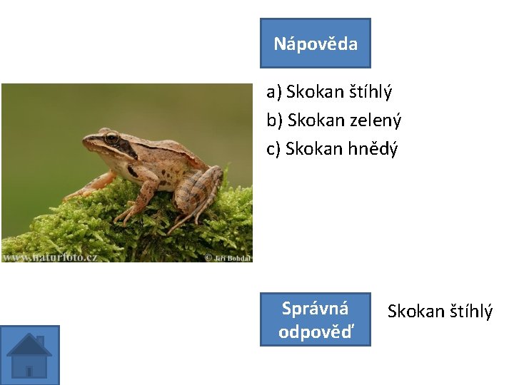 Nápověda a) Skokan štíhlý b) Skokan zelený c) Skokan hnědý Správná odpověď Skokan štíhlý