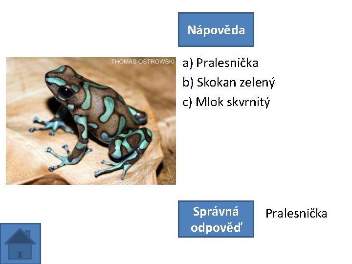 Nápověda a) Pralesnička b) Skokan zelený c) Mlok skvrnitý Správná odpověď Pralesnička 