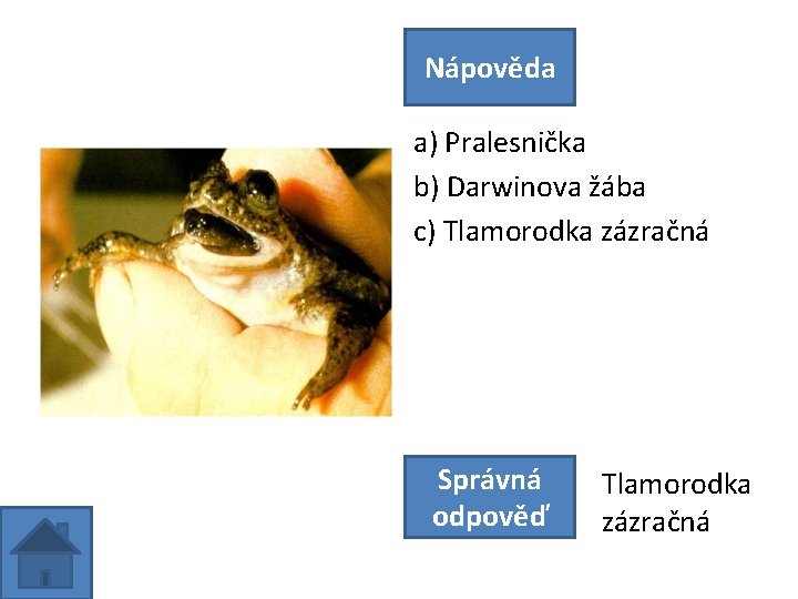 Nápověda a) Pralesnička b) Darwinova žába c) Tlamorodka zázračná Správná odpověď Tlamorodka zázračná 