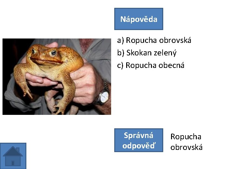 Nápověda a) Ropucha obrovská b) Skokan zelený c) Ropucha obecná Správná odpověď Ropucha obrovská