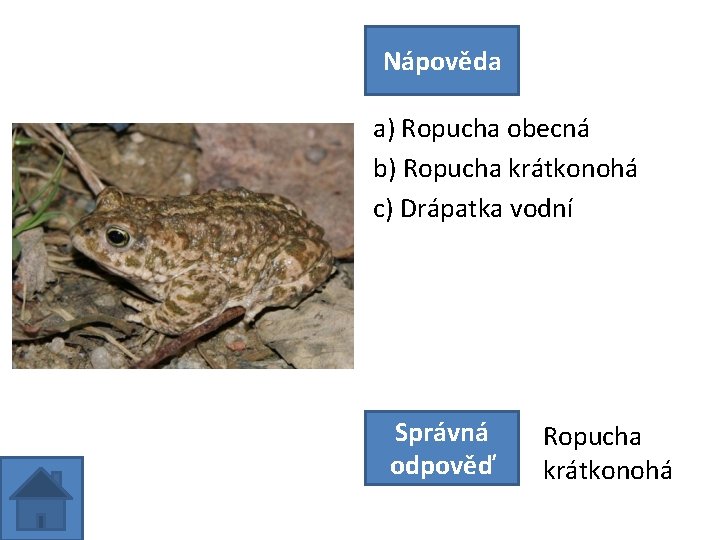 Nápověda a) Ropucha obecná b) Ropucha krátkonohá c) Drápatka vodní Správná odpověď Ropucha krátkonohá
