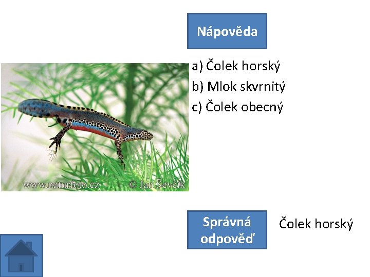 Nápověda a) Čolek horský b) Mlok skvrnitý c) Čolek obecný Správná odpověď Čolek horský