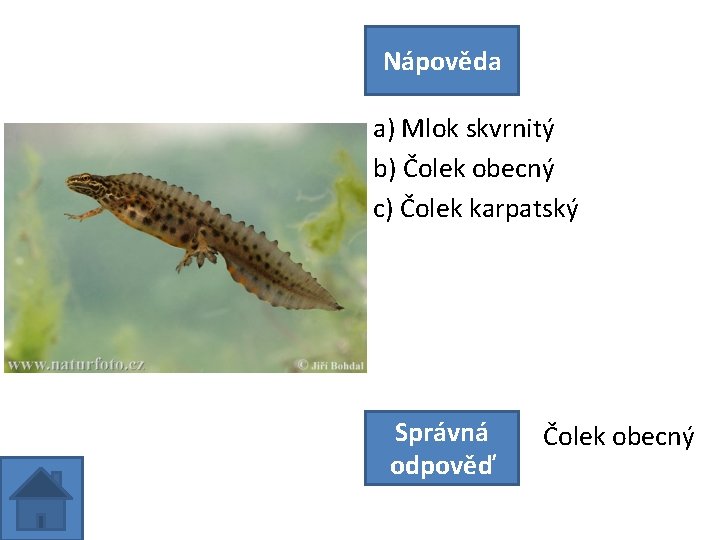 Nápověda a) Mlok skvrnitý b) Čolek obecný c) Čolek karpatský Správná odpověď Čolek obecný