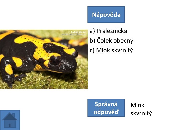 Nápověda a) Pralesnička b) Čolek obecný c) Mlok skvrnitý Správná odpověď Mlok skvrnitý 