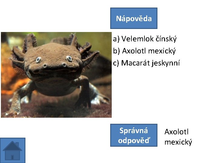 Nápověda a) Velemlok čínský b) Axolotl mexický c) Macarát jeskynní Správná odpověď Axolotl mexický