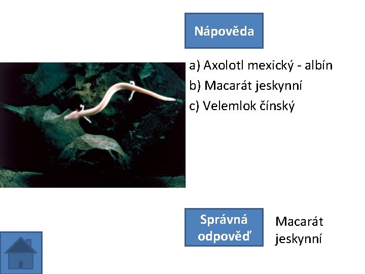 Nápověda a) Axolotl mexický - albín b) Macarát jeskynní c) Velemlok čínský Správná odpověď