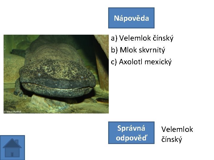 Nápověda a) Velemlok čínský b) Mlok skvrnitý c) Axolotl mexický Správná odpověď Velemlok čínský