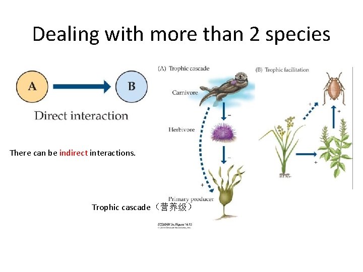 Dealing with more than 2 species There can be indirect interactions. Trophic cascade（营养级） 