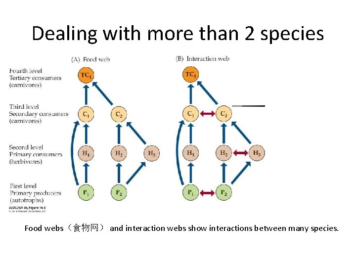 Dealing with more than 2 species Food webs（食物网） and interaction webs show interactions between