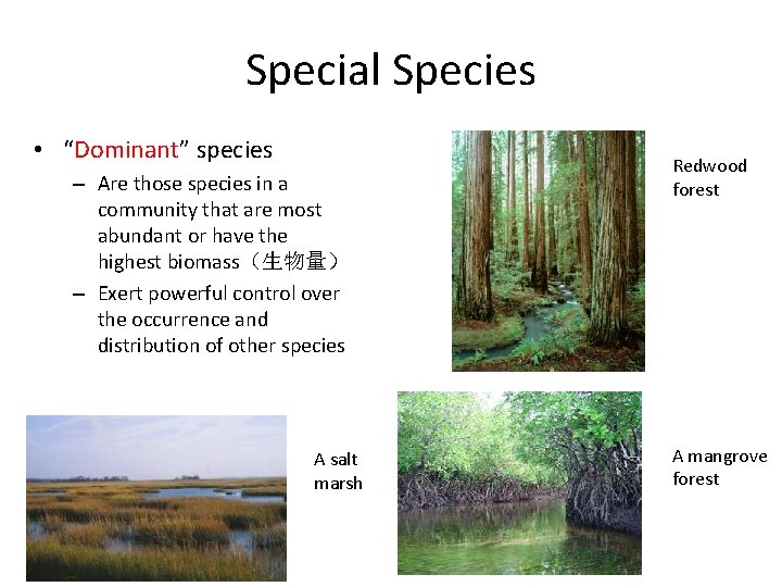 Special Species • “Dominant” species – Are those species in a community that are