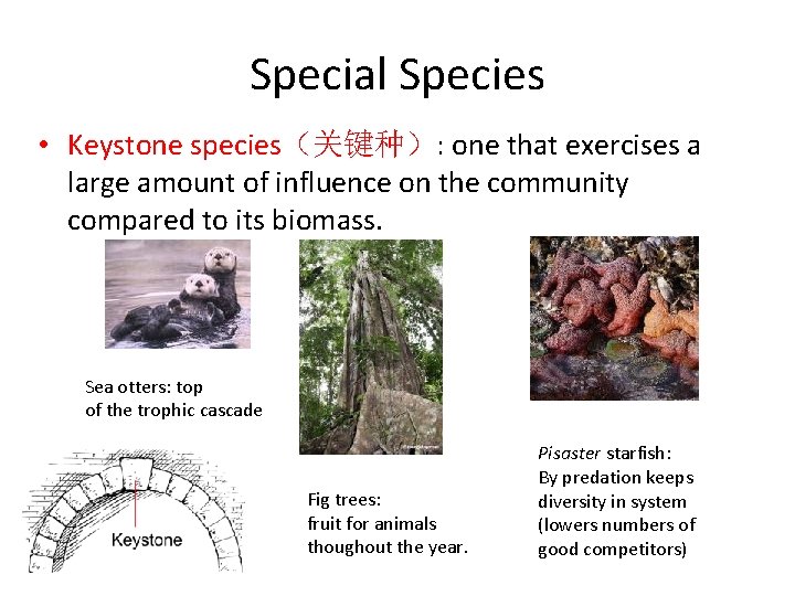 Special Species • Keystone species（关键种）: one that exercises a large amount of influence on