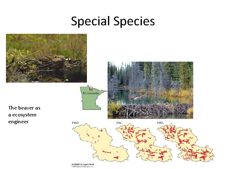 Special Species The beaver as a ecosystem engineer 