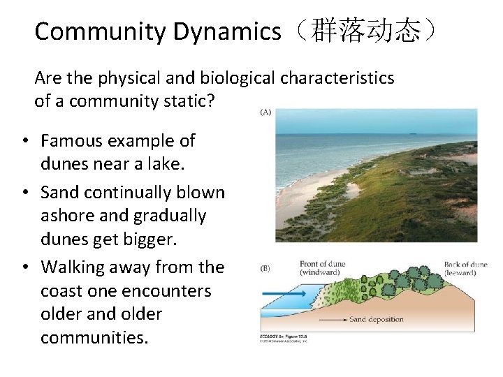 Community Dynamics（群落动态） Are the physical and biological characteristics of a community static? • Famous