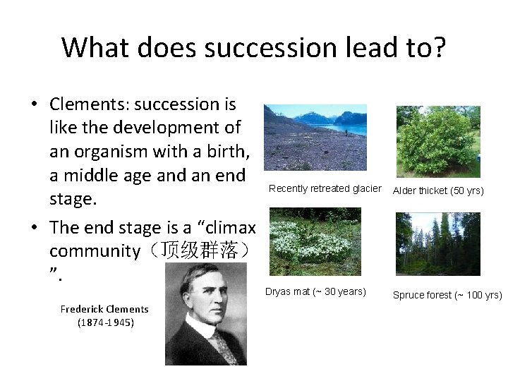 What does succession lead to? • Clements: succession is like the development of an