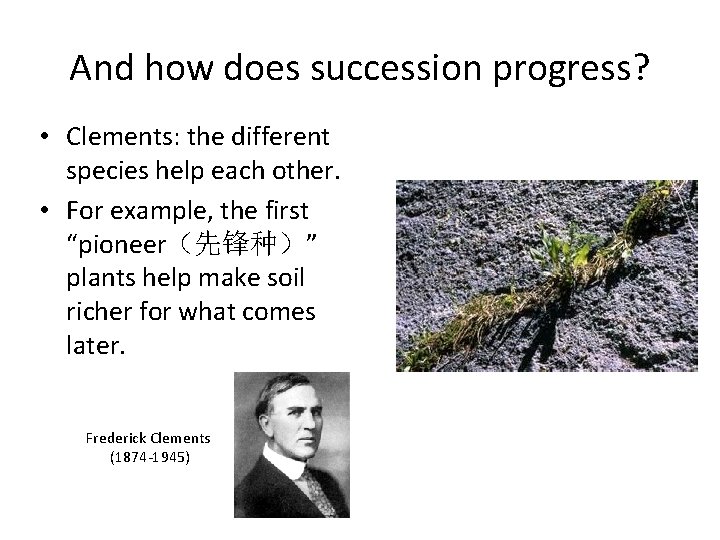 And how does succession progress? • Clements: the different species help each other. •