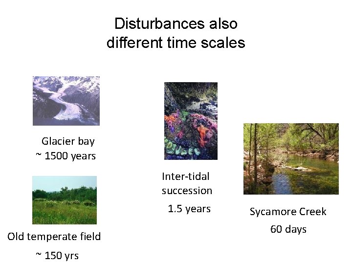 Disturbances also different time scales Glacier bay ~ 1500 years Inter-tidal succession 1. 5