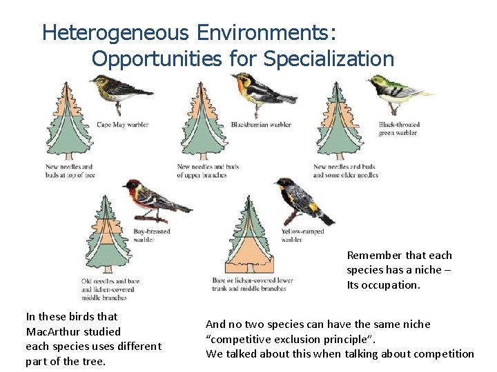 Heterogeneous Environments: Opportunities for Specialization Remember that each species has a niche – Its