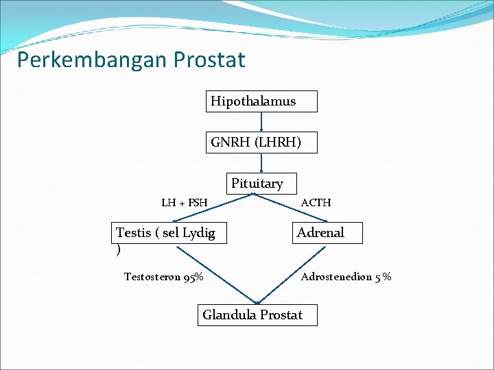 Perkembangan Prostat Hipothalamus GNRH (LHRH) Pituitary LH + FSH Testis ( sel Lydig )