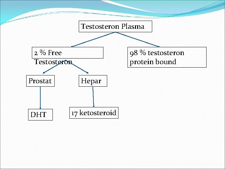 Testosteron Plasma 2 % Free Testosteron Prostat DHT 98 % testosteron protein bound Hepar