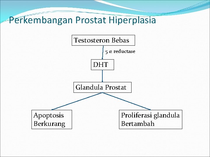 Perkembangan Prostat Hiperplasia Testosteron Bebas 5 α reductase DHT Glandula Prostat Apoptosis Berkurang Proliferasi