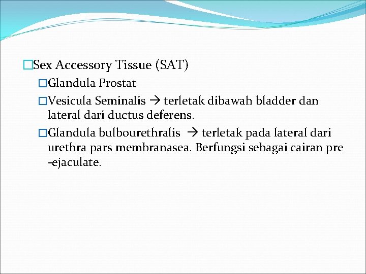 �Sex Accessory Tissue (SAT) �Glandula Prostat �Vesicula Seminalis terletak dibawah bladder dan lateral dari