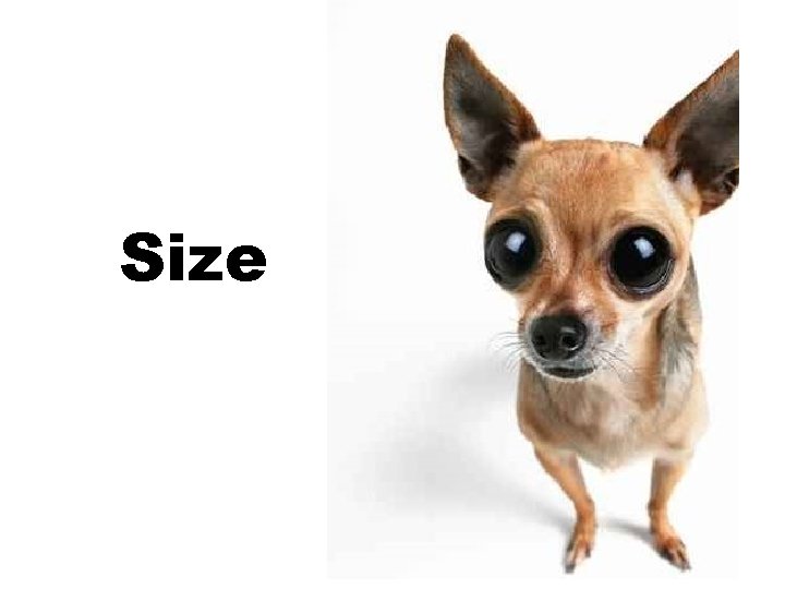 Size Size