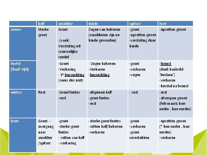  zomer kalf Sterke groei Herfst (‘burl’-tijd) smaldier Groei -(vaak) Verstoting uit vrouwelijke roedel