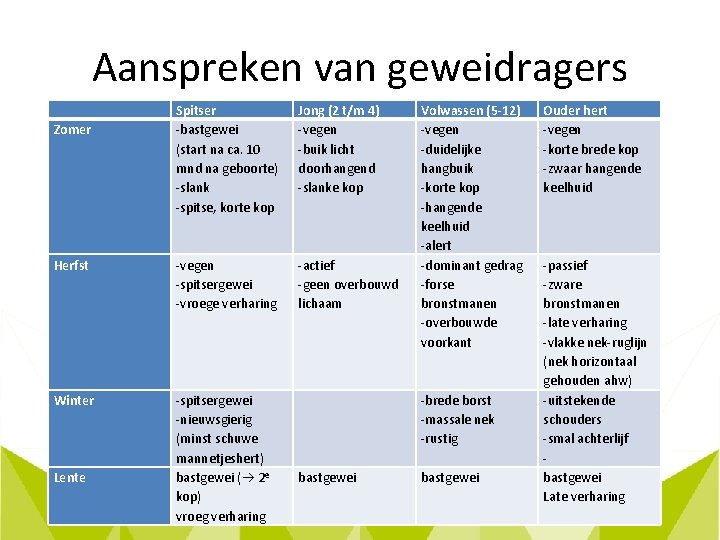 Aanspreken van geweidragers Zomer Spitser -bastgewei (start na ca. 10 mnd na geboorte) -slank