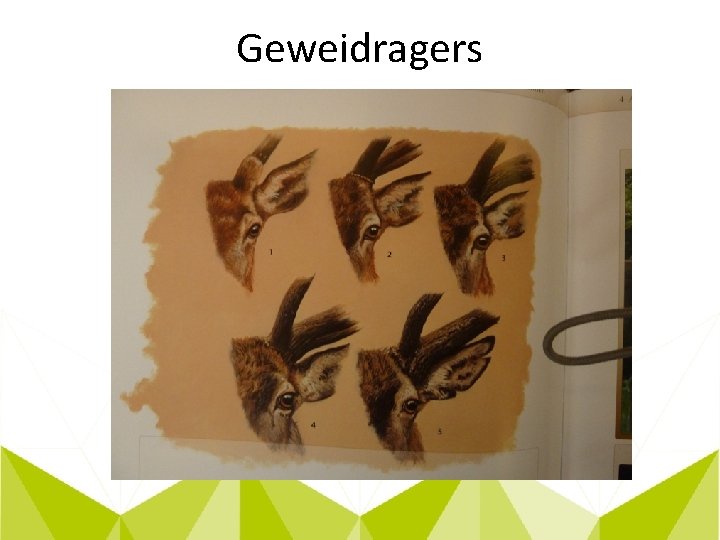 Geweidragers 