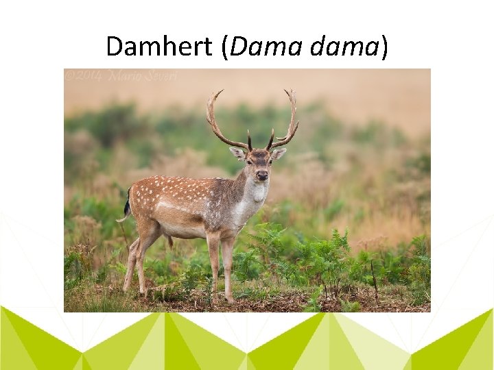 Damhert (Dama dama) 
