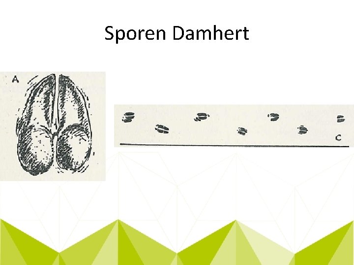 Sporen Damhert 