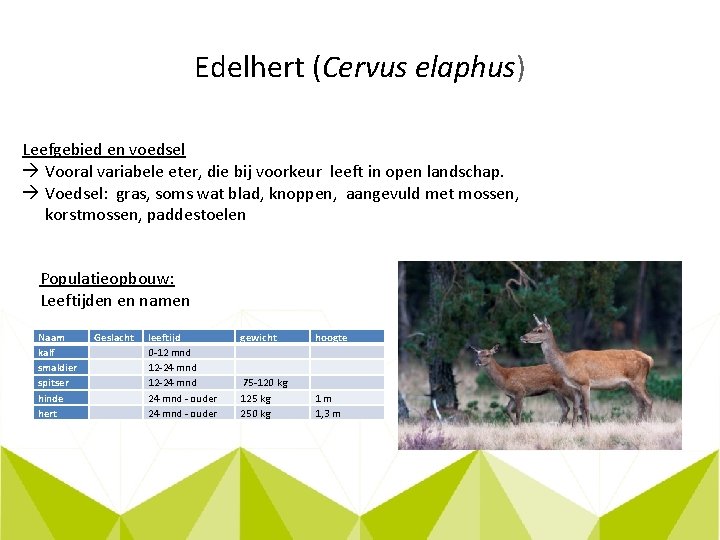 Edelhert (Cervus elaphus) Leefgebied en voedsel Vooral variabele eter, die bij voorkeur leeft in