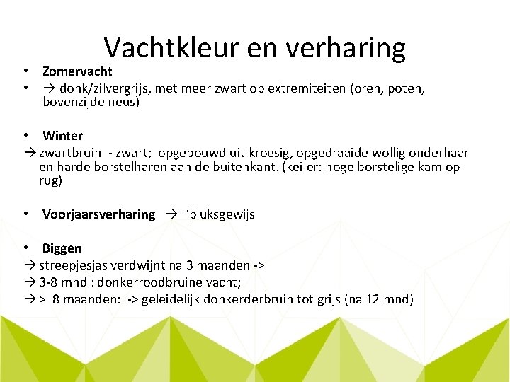 Vachtkleur en verharing • Zomervacht • donk/zilvergrijs, met meer zwart op extremiteiten (oren, poten,