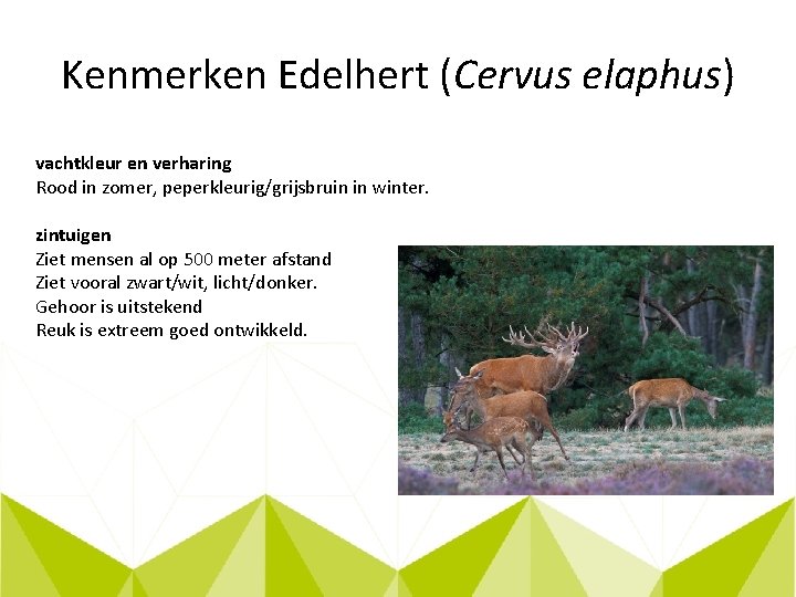 Kenmerken Edelhert (Cervus elaphus) vachtkleur en verharing Rood in zomer, peperkleurig/grijsbruin in winter. zintuigen