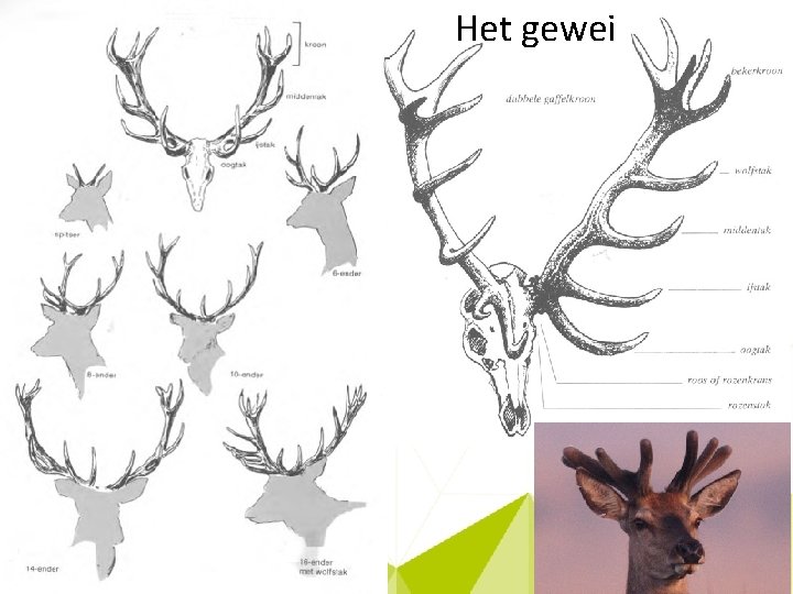 Het gewei 