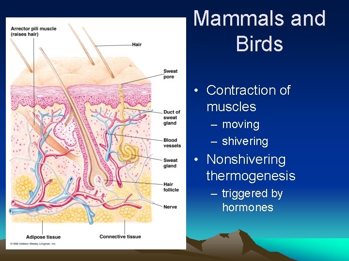 Mammals and Birds • Contraction of muscles – moving – shivering • Nonshivering thermogenesis