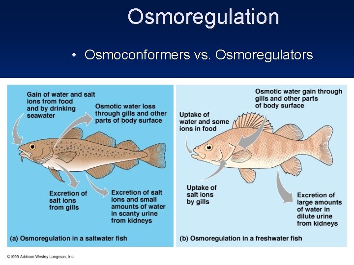 Osmoregulation • Osmoconformers vs. Osmoregulators 
