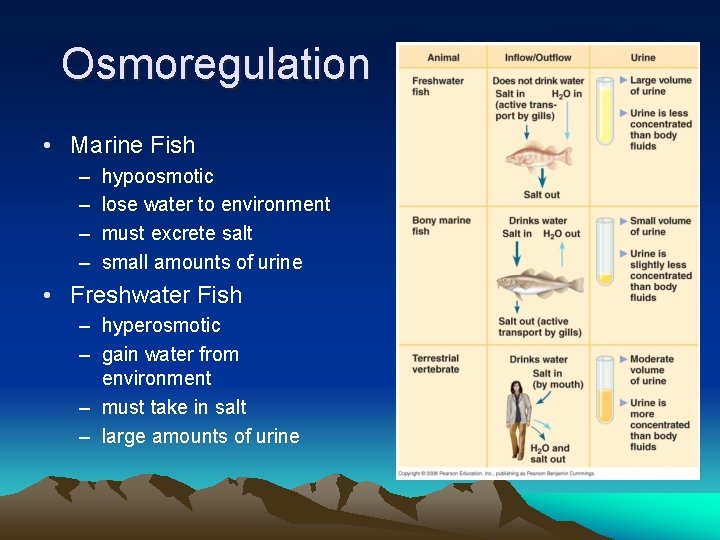 Osmoregulation • Marine Fish – – hypoosmotic lose water to environment must excrete salt