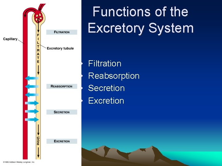 Functions of the Excretory System • • Filtration Reabsorption Secretion Excretion 