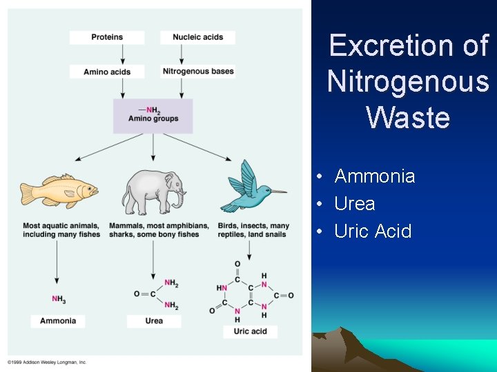 Excretion of Nitrogenous Waste • Ammonia • Urea • Uric Acid 