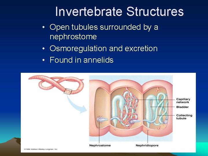 Invertebrate Structures • Open tubules surrounded by a nephrostome • Osmoregulation and excretion •