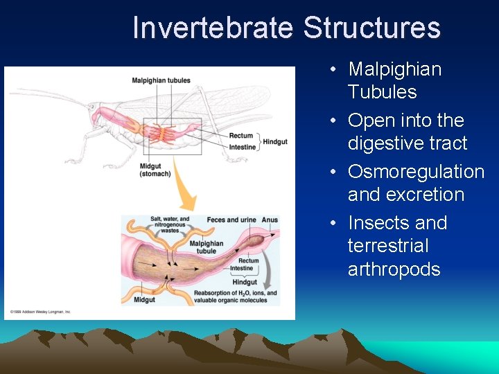 Invertebrate Structures • Malpighian Tubules • Open into the digestive tract • Osmoregulation and