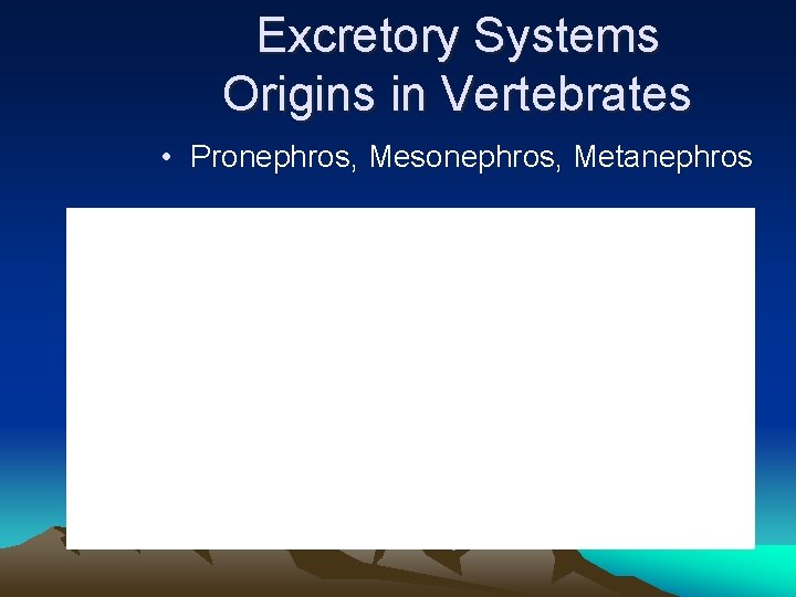 Excretory Systems Origins in Vertebrates • Pronephros, Mesonephros, Metanephros 