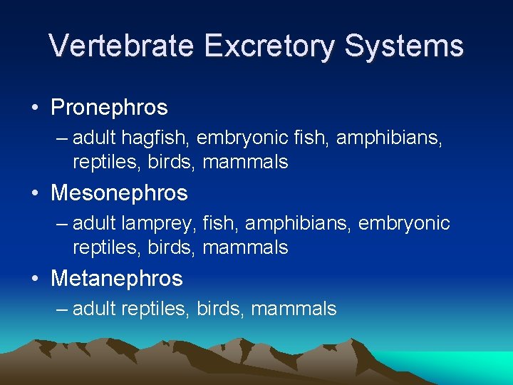 Vertebrate Excretory Systems • Pronephros – adult hagfish, embryonic fish, amphibians, reptiles, birds, mammals